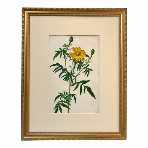Antique 19th C. Original Watercolor Floral Botanical Painting