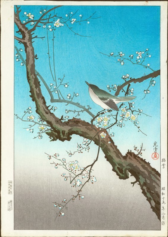 Tsuchiya Koitsu Japanese Woodblock Print - Plum Warbler SOLD