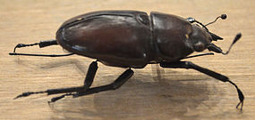 Fine Japanese Okimono of an Articulated Bronze Beetle