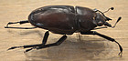 Fine Japanese Okimono of an Articulated Bronze Beetle