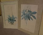 After PIERRE-JOSEPH REDOUTE (1759-1840) botanical  art **PAIR** of hand colored stipple engraving prints as-is condition