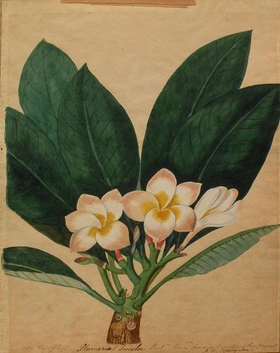 Early 19th century hand drawn botanical drawing tropical plumeria