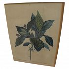 After PIERRE-JOSEPH REDOUTE (1759-1840) botanical art hand colored stipple engraving print