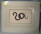 KEARSLEY MOURNING SNAKE COPPER PLATE PRINT 1802 Hand Colored