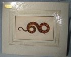 Antique Kearsley Hand Coloured Snake Copper Plate Engraving Print 1801