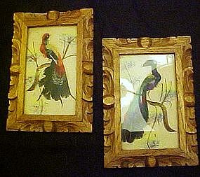 Vintage pair of framed bird pictures, real feathers