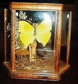 Real butterfly mounted in glass & wood case