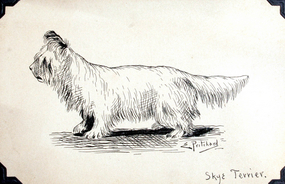 Drawing of a Skye Terrier by E.F.D. Pritchard (b. 1809)